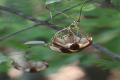 Aristolochia indica